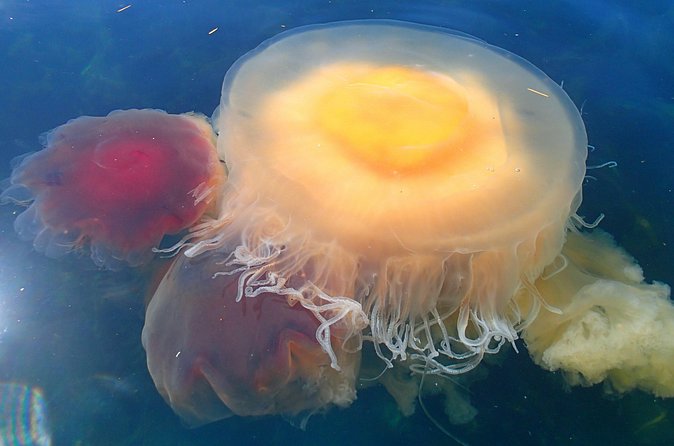 Guided Kayak Tour on San Juan Island - Wildlife spotting: what you can plan for (and what to stay flexible about)