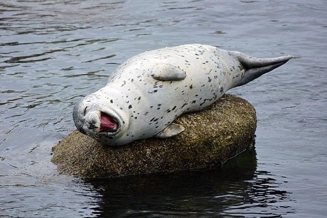 Guided Kayak Tour on San Juan Island - Equipment and coaching: what “state-of-the-art” means for you