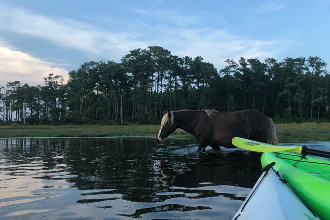 Guided Kayak Tour to see ponies, birds, dolphins and more - Key highlights to know before you go