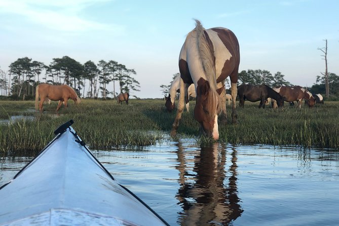 Guided Kayak Tour to see ponies, birds, dolphins and more - The whole point: ponies, birds, and dolphins from the water