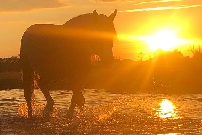Guided Kayak Tour to see ponies, birds, dolphins and more - Price and value: is $75 for two hours worth it?
