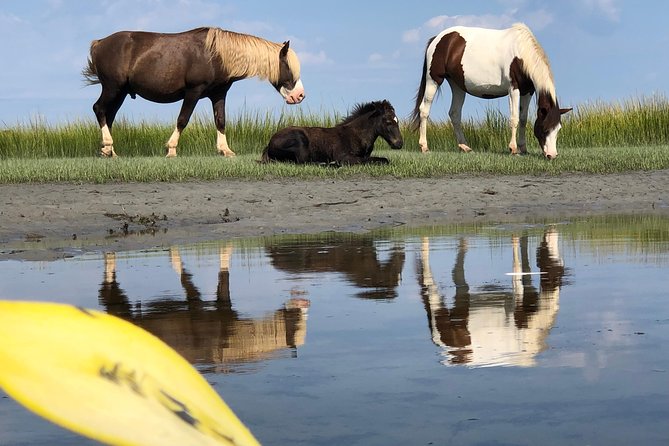 Guided Kayak Tour to see ponies, birds, dolphins and more - How the guided paddling works on Assateague waters