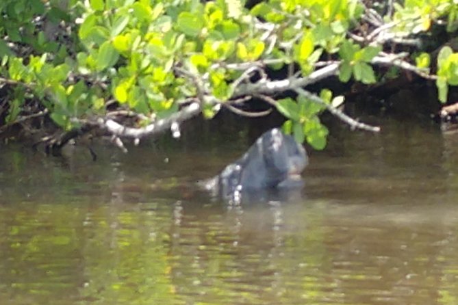 Guided Kayak Tour with Manatee & Dolphin Sightings - The Route and What Makes Each Part Worth It