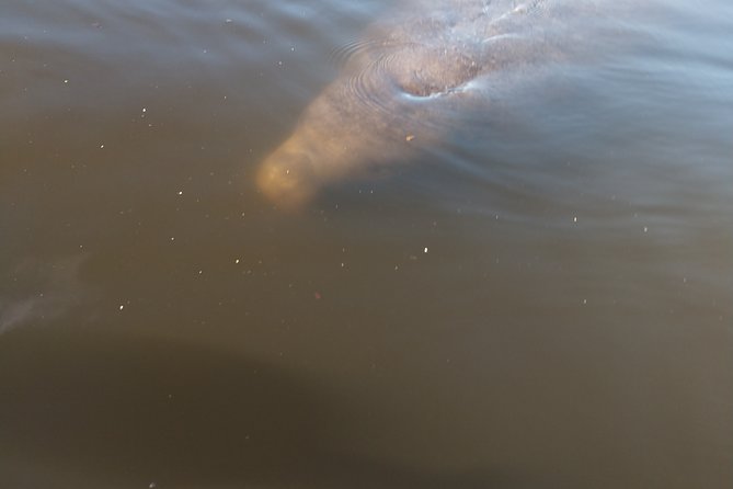 Guided Kayak Tour with Manatee & Dolphin Sightings - Price and Value: What $50 Buys You
