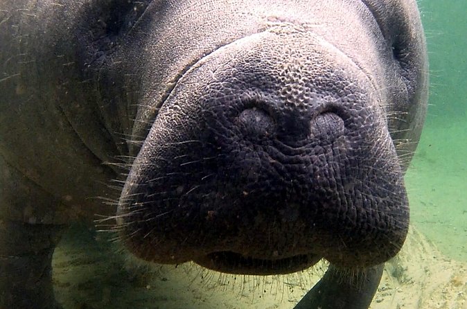 Guided Kayaking Manatee Tour near Orlando - Paddling the St. Johns River: how sightings usually happen