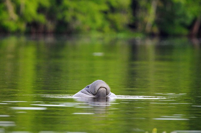 Guided Kayaking Manatee Tour near Orlando - Timing, effort level, and who it suits