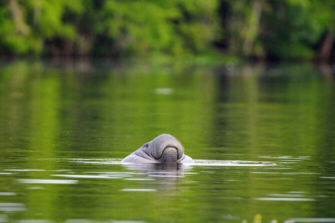 Guided Kayaking Manatee Tour near Orlando - Price and value: what $60 buys, and what you’ll pay extra for