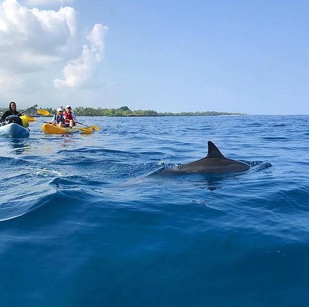 Guided Outrigger Canoe Tour in Kealakekua Bay - Should you book this Kealakekua Bay outrigger canoe tour?