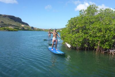 Guided paddleboarding (SUP) mangrove ECO tour for beginners - Mangrove channels: the calm, the wildlife spotting, and the break