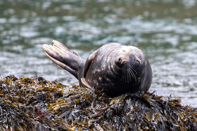 Guided Wildlife and Sea Cave Kayak Safari in English Riviera - Key moments worth showing up early for
