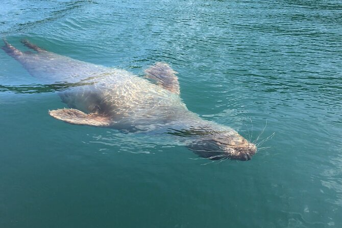 Guided Wildlife and Sea Cave Kayak Safari in English Riviera - Oddicombe meeting point and the morning flow