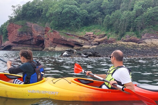 Guided Wildlife and Sea Cave Kayak Safari in English Riviera - The wildlife angle: seals, resident cetaceans, and seabirds