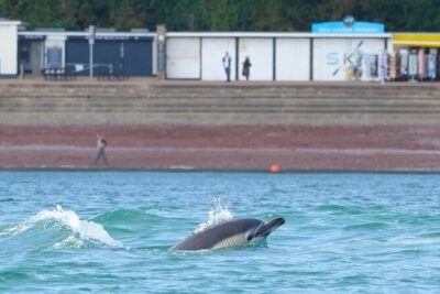 Guided Wildlife and Sea Cave Kayak Safari in English Riviera - Tandem kayak comfort: training, safety, and Kieran’s style