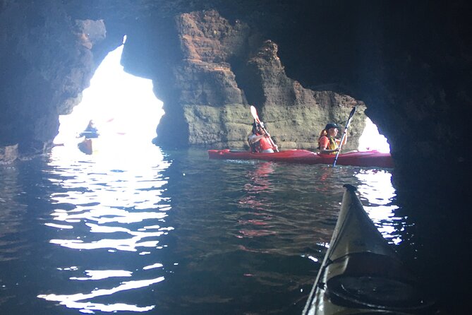 Guided Wildlife and Sea Cave Kayak Safari in English Riviera - Beach break: fossils, wild marine herbs, and a campfire treat