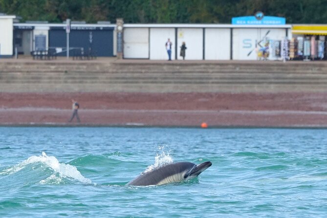 Guided Wildlife and Sea Cave Kayak Safari in English Riviera - Tandem kayak comfort: training, safety, and Kieran’s style