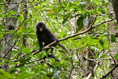 Half-day 4 Hours Kilim Mangrove Kayaking (Without hotel pickups) - Stop 1: Gua Kelawar Bat Cave and the Calm Inside