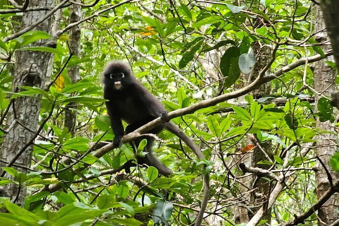 Half-day 4 Hours Kilim Mangrove Kayaking (Without hotel pickups) - Stop 1: Gua Kelawar Bat Cave and the Calm Inside