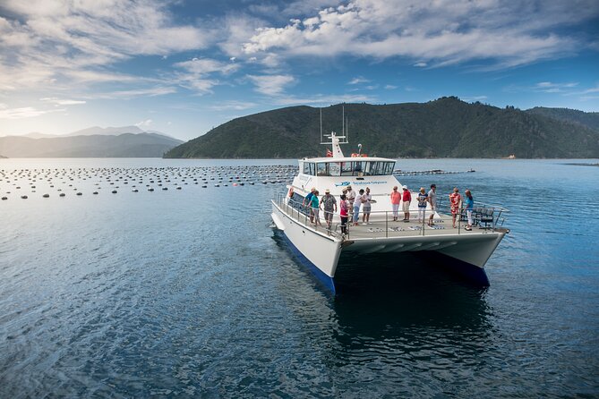 Half-Day Guided Sea Kayak Trip from Picton - Who should book this (and who should skip it)