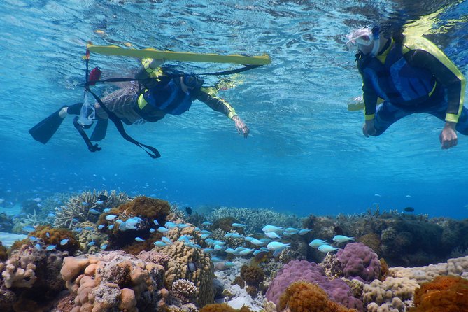 Half-day kayak tour on the Kerama Islands and Zamami Island - Snorkeling from the beach: the moment it clicks