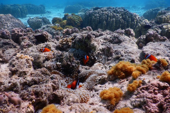 Half-day kayak tour on the Kerama Islands and Zamami Island - Meeting at Kerama Kayak Center and keeping the day smooth