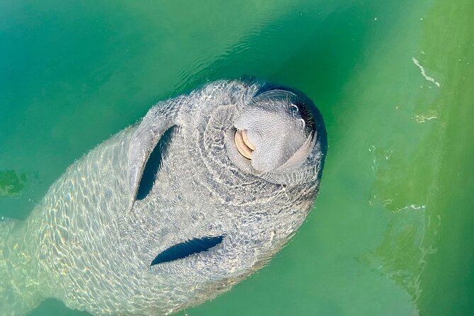 Half-Day Morning Trip from Key West with Kayaking and Snorkeling - Price and Value: Why $122 Can Make Sense Here
