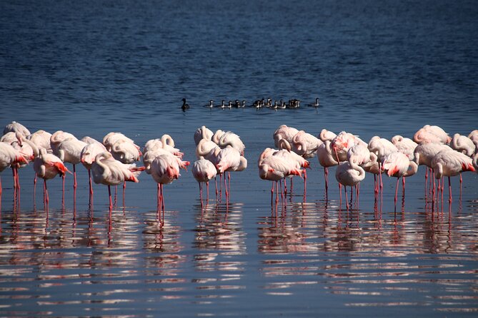 Half Day Original Seal Kayak Adventure, Pelican Point, Walvis Bay - Price at $72.12: Does This Feel Like Good Value?