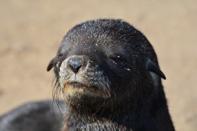 Half Day Original Seal Kayak Adventure, Pelican Point, Walvis Bay - Who Should Book This Pelican Point Seal Kayak?