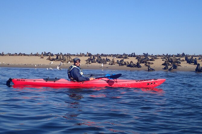 Half Day Original Seal Kayak Adventure, Pelican Point, Walvis Bay - Should You Book This Half Day Original Seal Kayak Adventure?