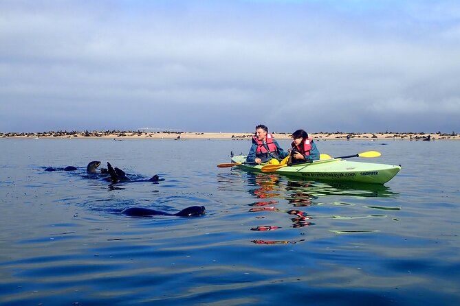 Half Day Original Seal Kayak Adventure, Pelican Point, Walvis Bay - Wildlife Viewing That Respects Protected Wetlands