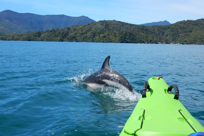 Half day Sea Kayak Guided Tour from Picton - Key highlights worth your attention