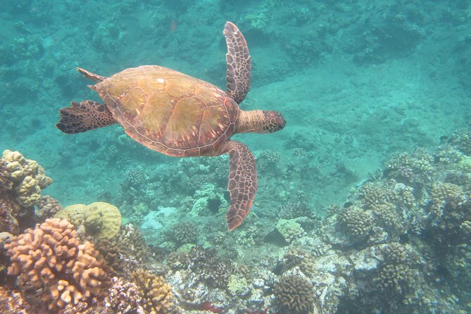 Hawaiian Canoe Sailing Experience in Maui - Who’s steering: the guides and the stories you’ll hear