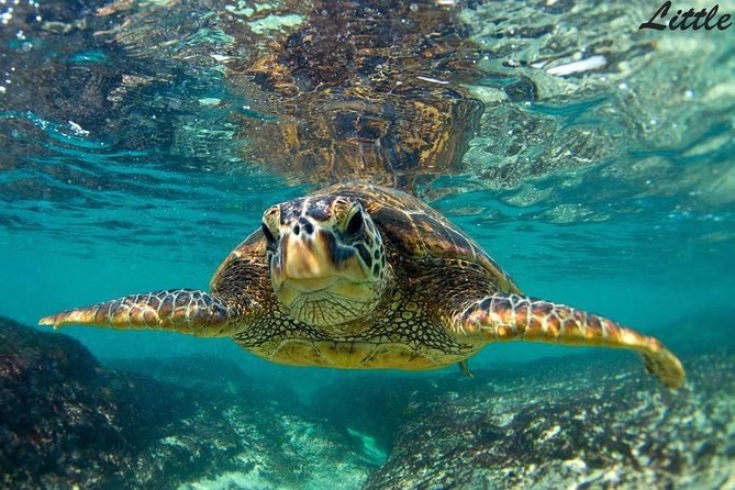 Hawaiian Outrigger Canoe Cultural and Turtle Tour - The 60-minute loop: what you’ll do from check-in to back on shore