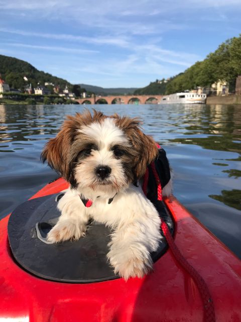 Heidelberg: 2-Hour Kayak Tour - Why the Guide Matters More Than the Boat