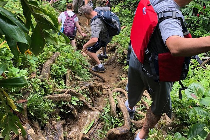 Hike El Yunque Rainforest and Kayak Bio Bay Combo Tour - Price and value: is $172 a good deal for two big nature hits?