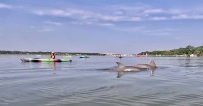Hilton Head: 2-Hour Kayak Dolphin Nature Tour - Paddling Hilton Head’s marshes and creeks for 2 hours