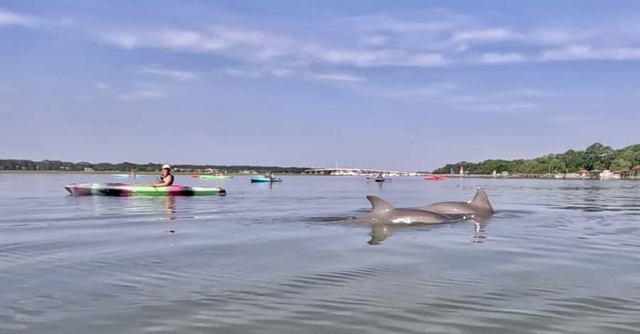 Hilton Head: 2-Hour Kayak Dolphin Nature Tour - Paddling Hilton Head’s marshes and creeks for 2 hours