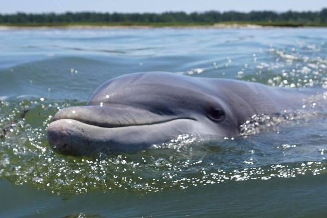 Hilton Head Guided Kayak Eco Tour - Hilton Head’s Quiet Morning Water Is the Real Star