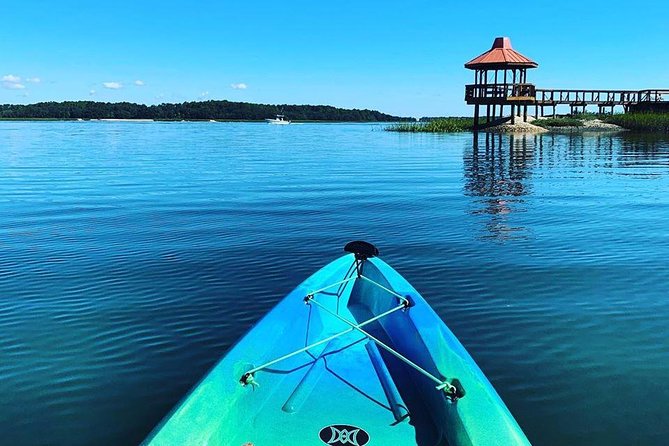 Hilton Head Guided Kayak Tour - Wildlife you can realistically spot: birds, dolphins, and more