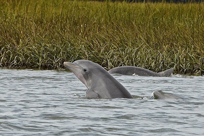 Hilton Head Outback Boat and Kayak Adventure - Key highlights you’ll actually feel