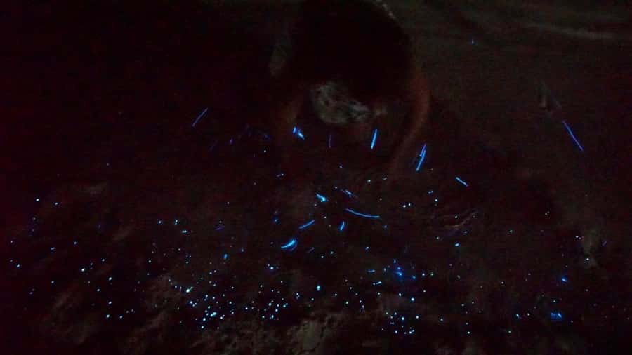 Holbox: Bioluminescence by Kayak and Stargazing. - When bioluminescence is strongest: seasons and expectations