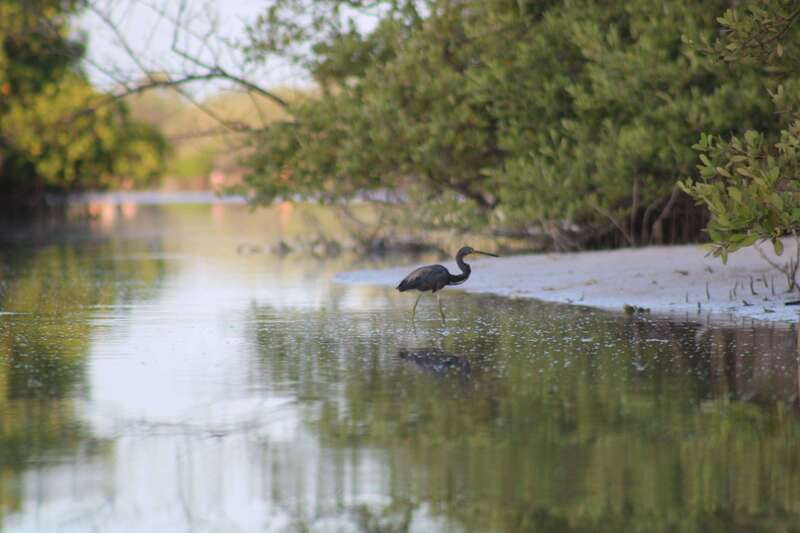 Holbox: Guided Sunrise/Sunset Kayak Tour by Mangrove Reserve - Sunrise in Holbox mangroves: the calm that makes wildlife show up