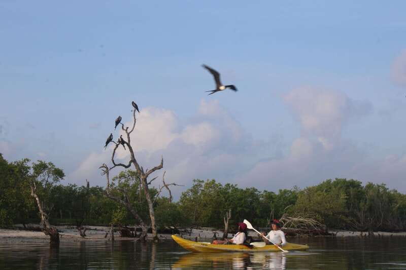Holbox: Guided Sunrise/Sunset Kayak Tour by Mangrove Reserve - Guides who actually know the mangroves (and respect them)