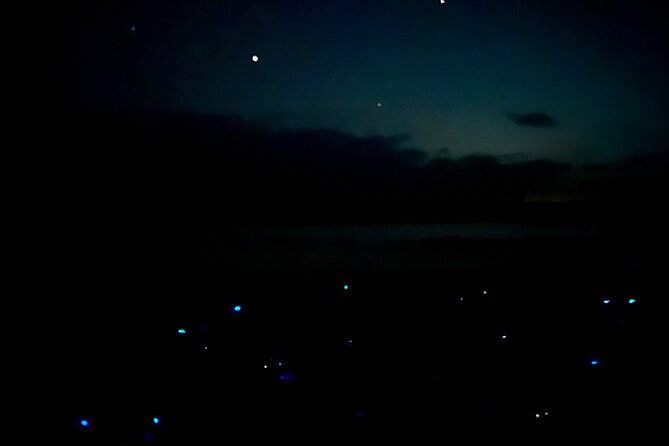 Holbox Kayak Bioluminescence Experience - Pickup and timing: what to expect when you’re collected from Holbox