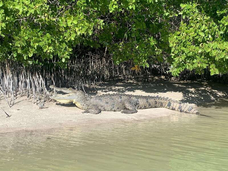 Holbox: Mangrove Sunset Kayak Tour - Entering the mangroves: birds you may see and how guides keep space