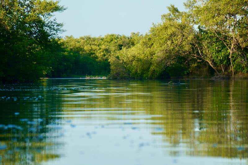 Holbox: Mangrove Sunset Kayak Tour - American crocodiles at a respectful distance (no thrill-seeking required)