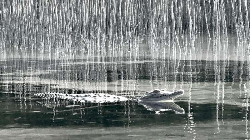 Holbox: Mangrove Sunset Kayak Tour - The mid-tour snack and the protected-area talk you’ll actually use