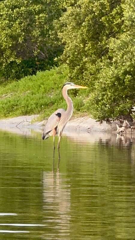 Holbox: Mangrove Sunset Kayak Tour - Price and what $55 really buys you on Holbox