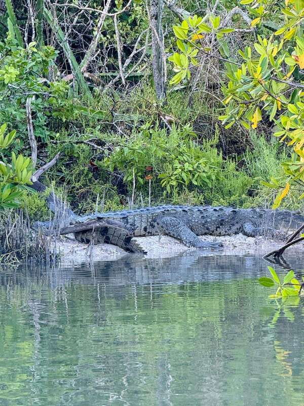 Holbox: Sunrise & Mangrove Kayak Tour - The Golf Cart Transfer and Aperitif Moment That Sets the Mood