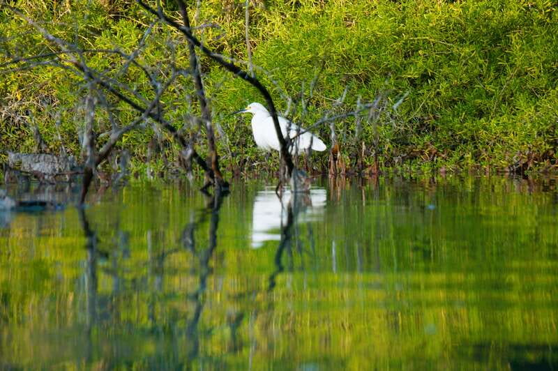 Holbox: Sunrise & Mangrove Kayak Tour - Snack Stop Inside the River and the Ecosystem Talk