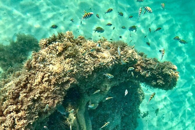 Hollywood Snorkel, Kayak & Paddleboard with Reefs and Sculptures - Key Points You Should Know Before You Go
